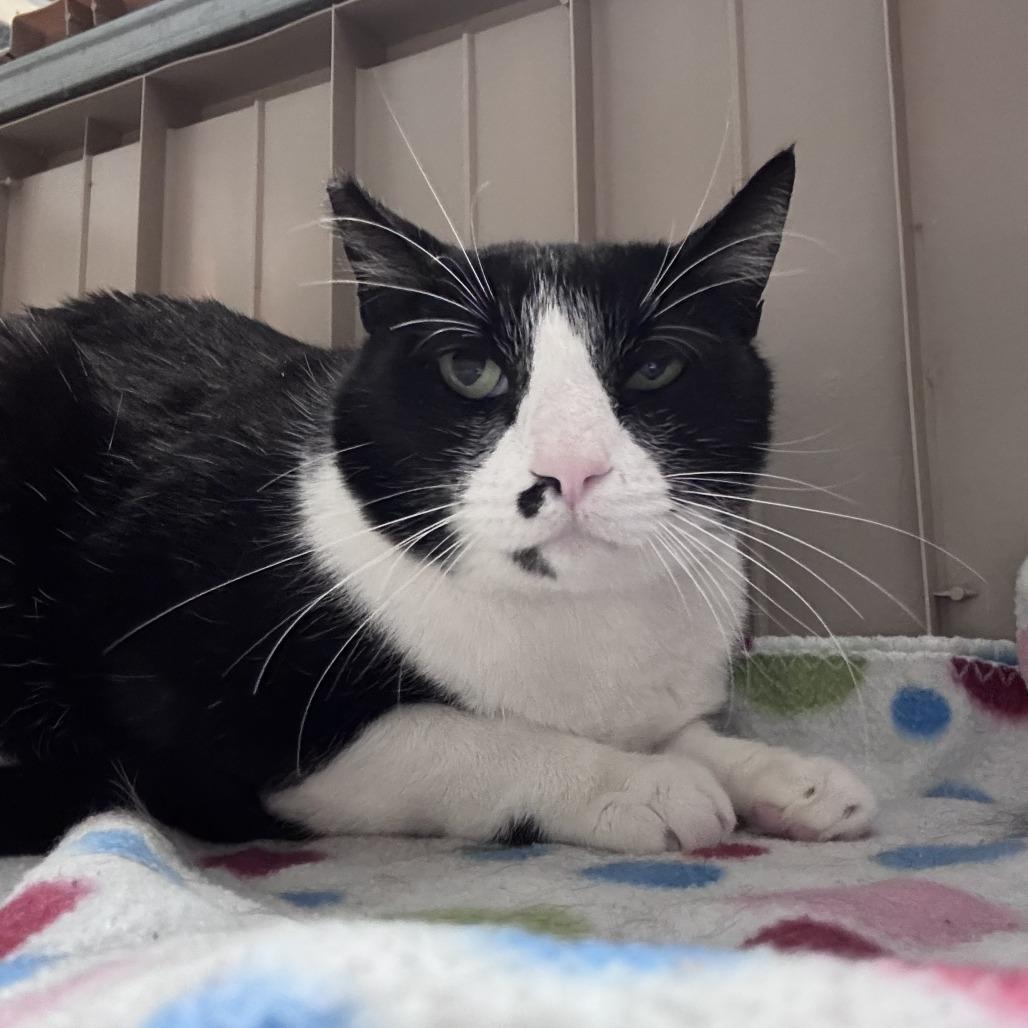 Enlarge Tuxedo, a Adoptable Domestic Short Hair in Las Vegas, NV image 3/3