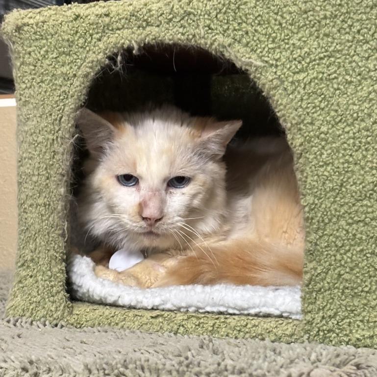 Enlarge Lonnie, a Adoptable Domestic Short Hair in Ramona, CA image 1/6