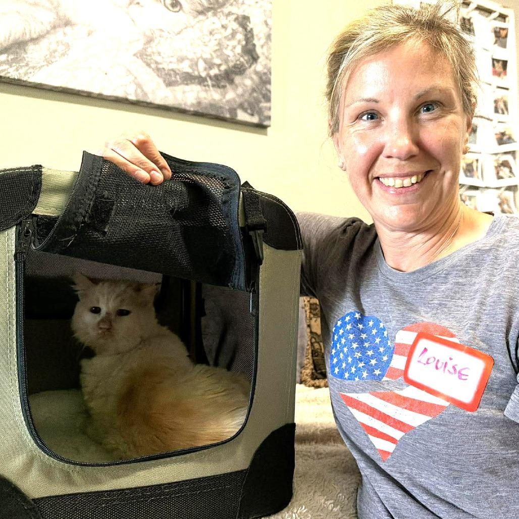 Enlarge Lonnie, a Adoptable Domestic Short Hair in Ramona, CA image 1/6