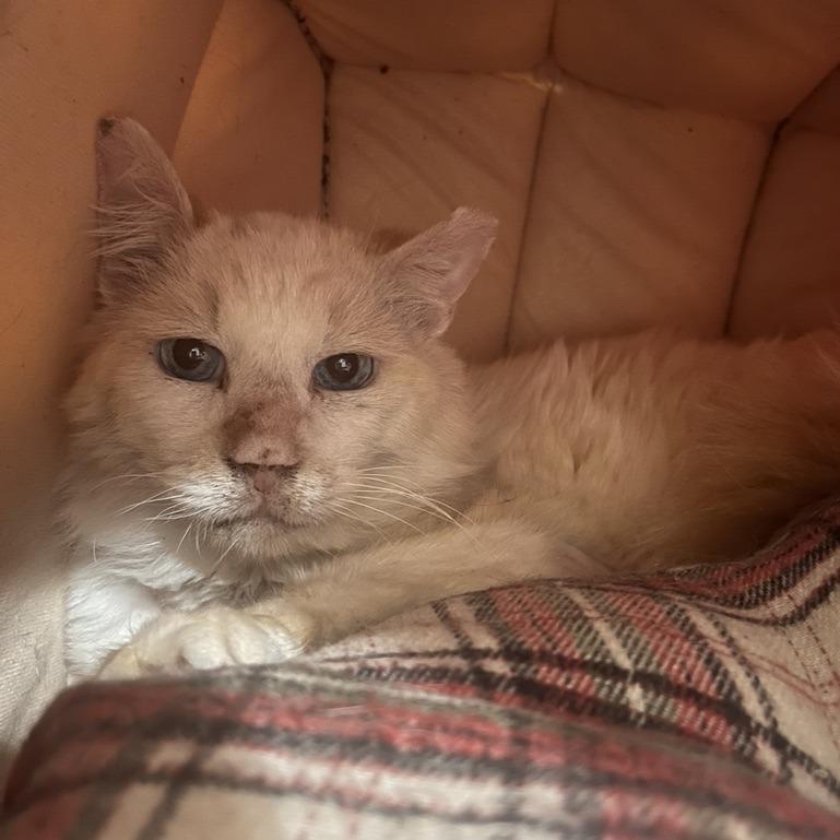 Enlarge Lonnie, a Adoptable Domestic Short Hair in Ramona, CA image 3/6