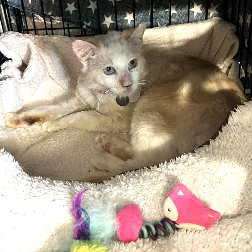 Enlarge Lonnie, a Adoptable Domestic Short Hair in Ramona, CA image 4/6