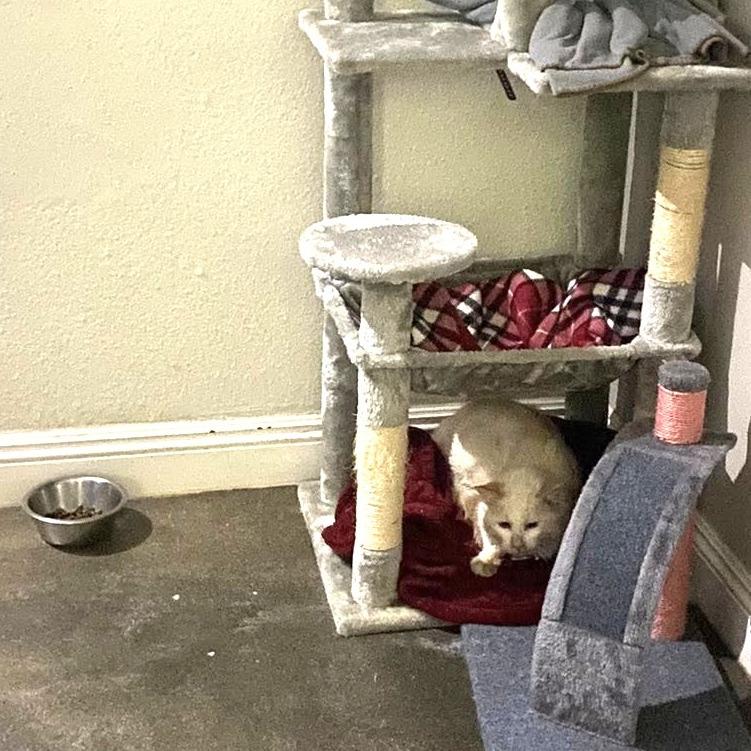 Enlarge Lonnie, a Adoptable Domestic Short Hair in Ramona, CA image 2/6