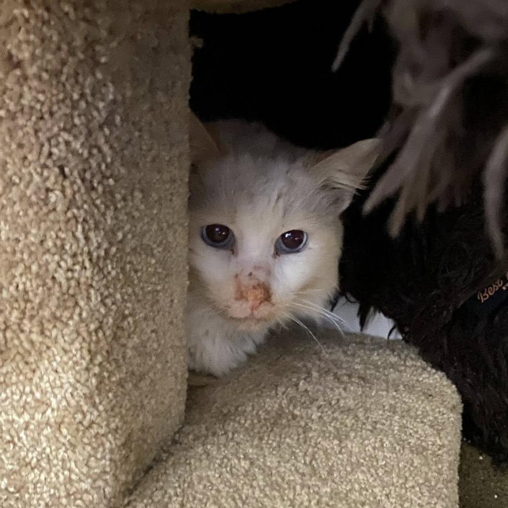 Enlarge Lonnie, a Adoptable Domestic Short Hair in Ramona, CA image 3/6