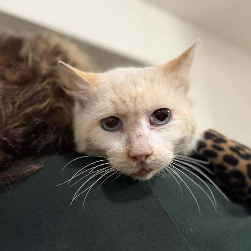 Enlarge Lonnie, a Adoptable Domestic Short Hair in Ramona, CA image 4/6