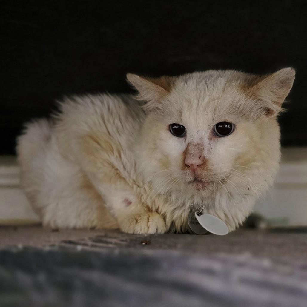 Enlarge Lonnie, a Adoptable Domestic Short Hair in Ramona, CA image 5/6