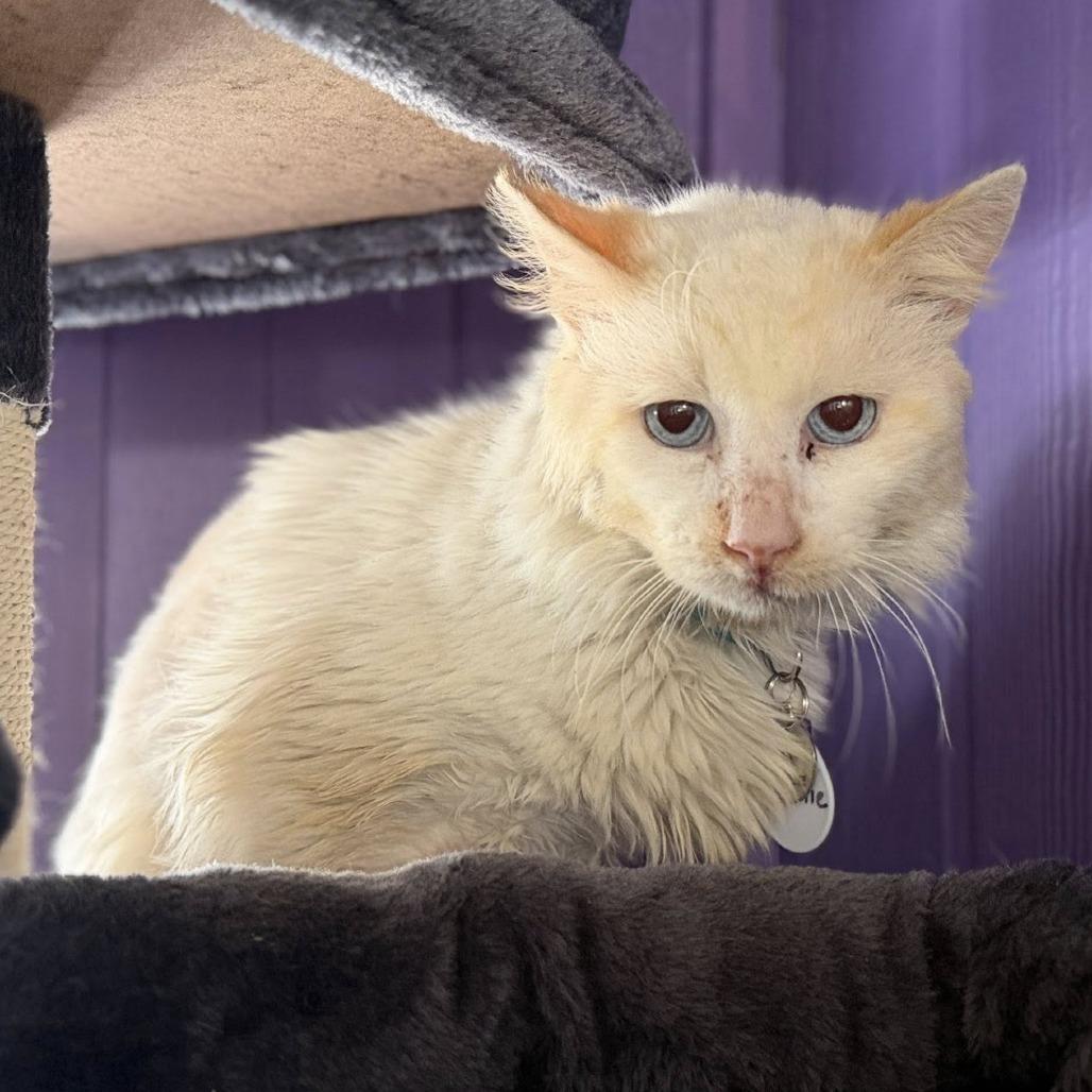 Enlarge Lonnie, a Adoptable Domestic Short Hair in Ramona, CA image 6/6