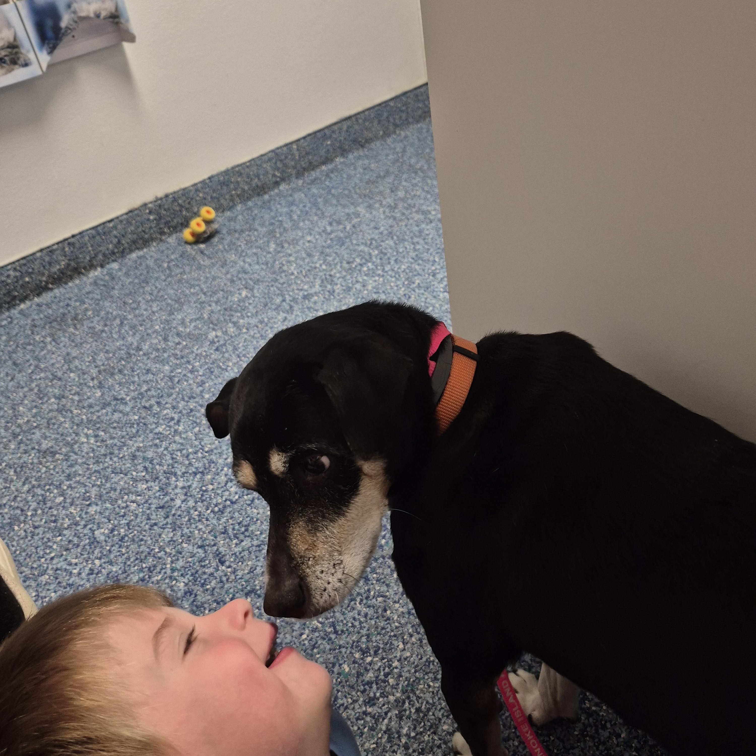 Casey, a ADOPTABLE mixed breed in Chesapeake, VA image 2/4