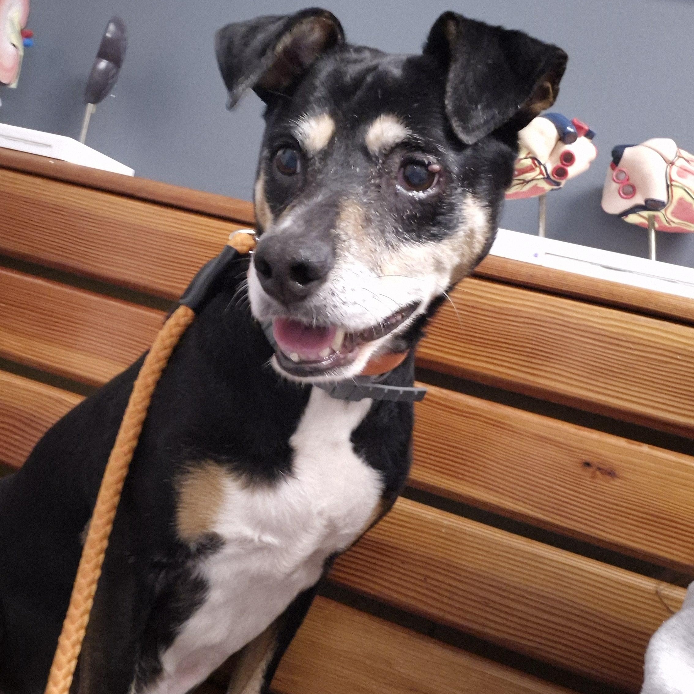 Casey, a ADOPTABLE mixed breed in Chesapeake, VA image 3/4