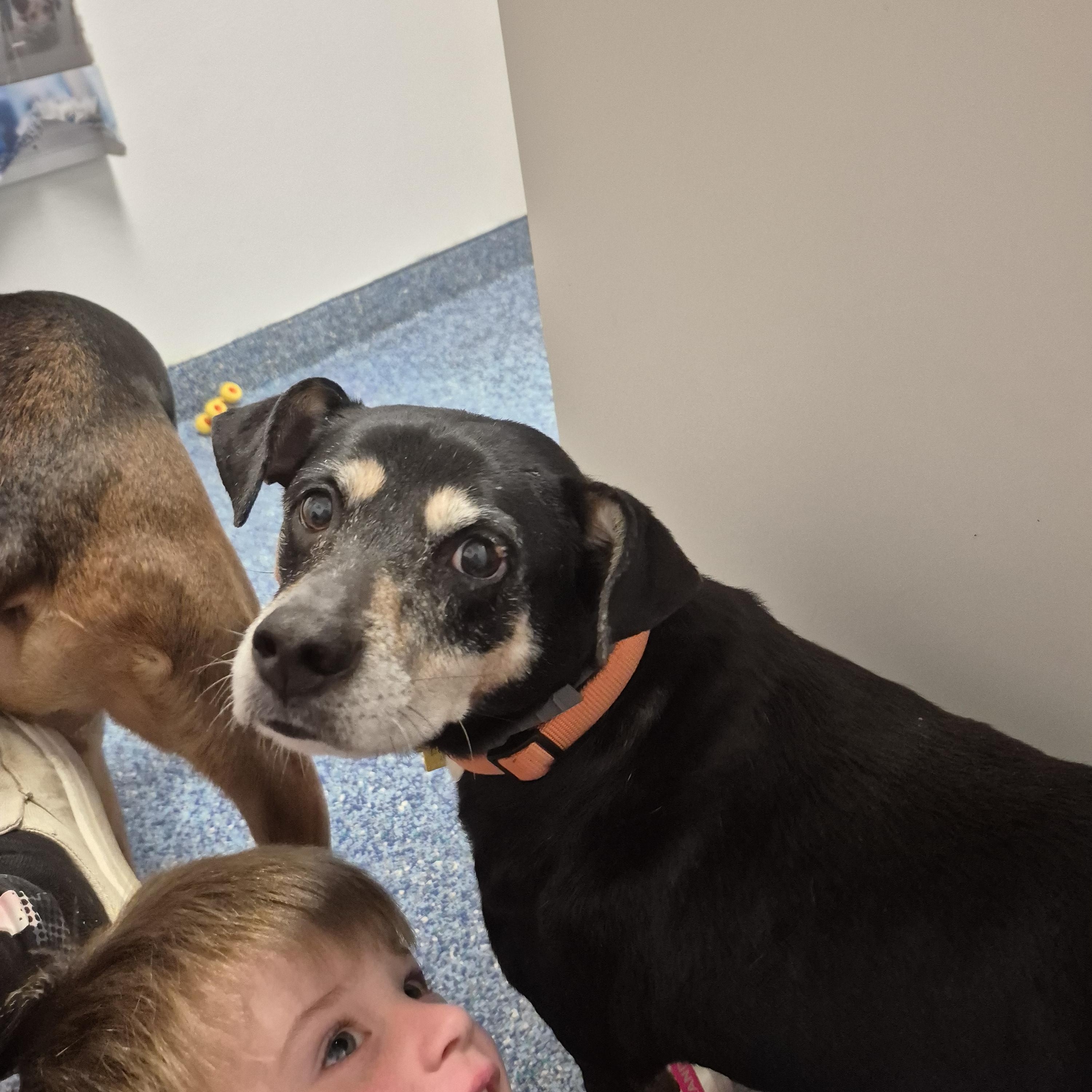 Casey, a ADOPTABLE mixed breed in Chesapeake, VA image 4/4