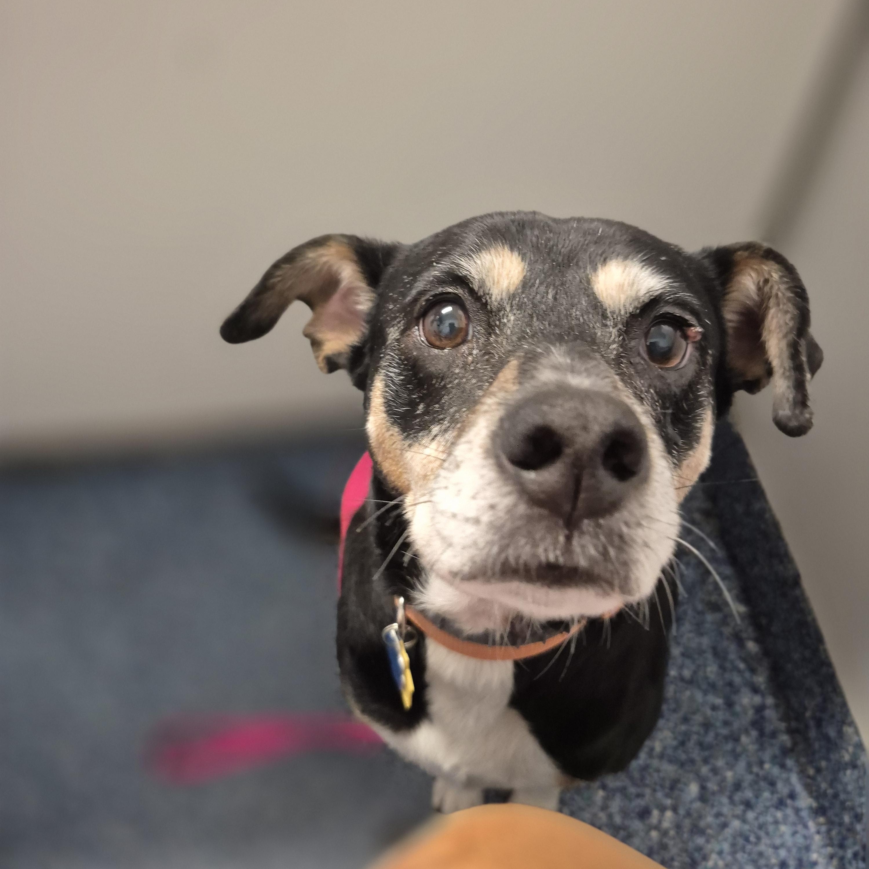 Casey, a ADOPTABLE mixed breed in Chesapeake, VA image 1/4