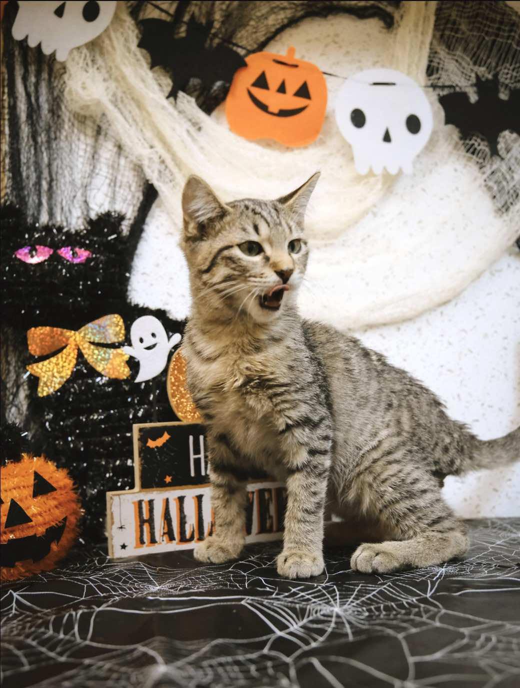 Le Roi and Le Nard (Buddies)