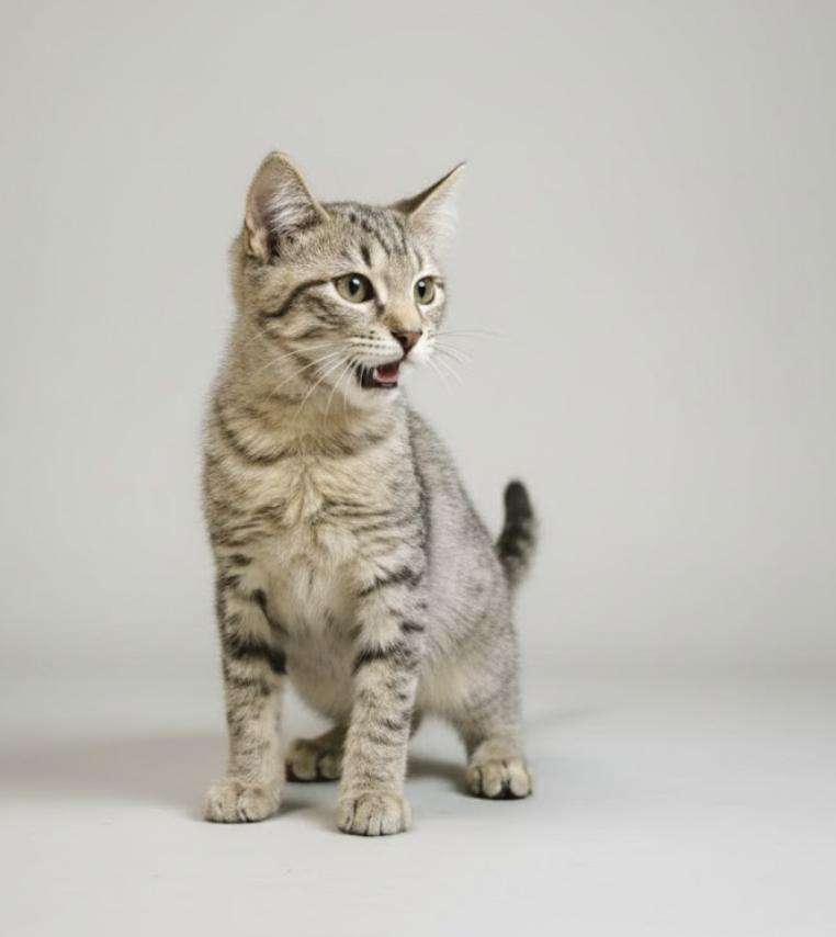 Le Roi and Le Nard (Buddies), a Adoptable Tabby in Houston, TX image 3/6