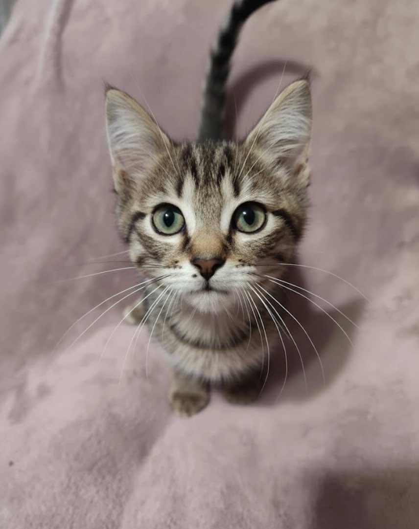 Le Roi and Le Nard (Buddies), a Adoptable Tabby in Houston, TX image 5/6