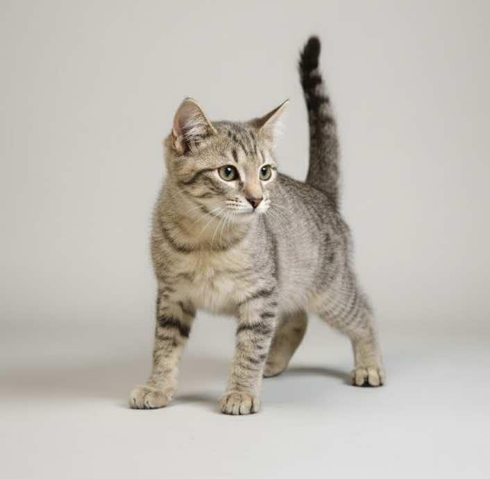 Le Roi and Le Nard (Buddies), a Adoptable Tabby in Houston, TX image 1/6