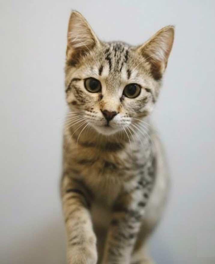 Le Roi and Le Nard (Buddies), a Adoptable Tabby in Houston, TX image 4/6