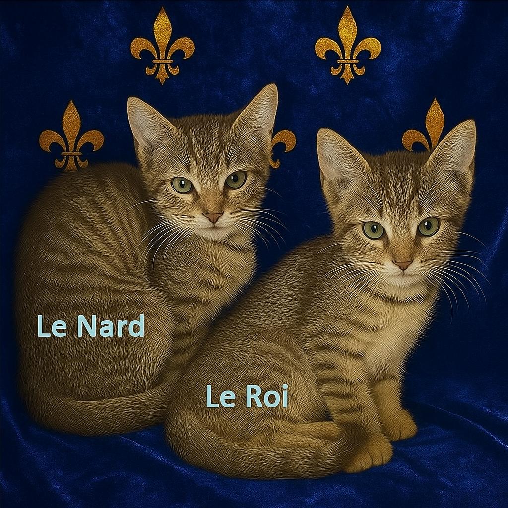 Le Roi and Le Nard (Buddies), a Adoptable Tabby in Houston, TX image 6/6