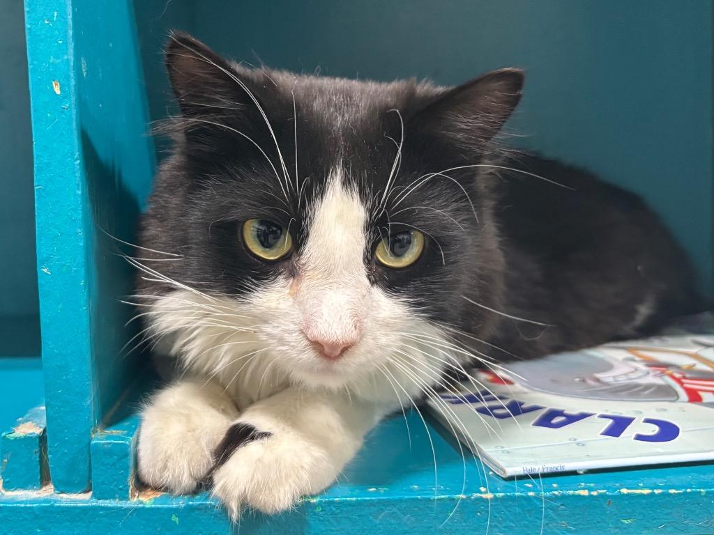 Weston, Adoptable, Young Male Domestic Medium Hair.