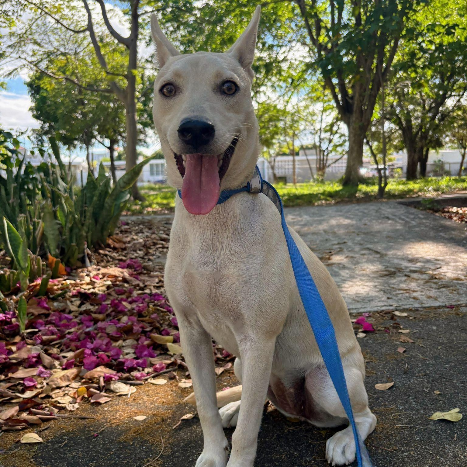 Molly, ADOPTABLE, Young Female Mixed Breed.