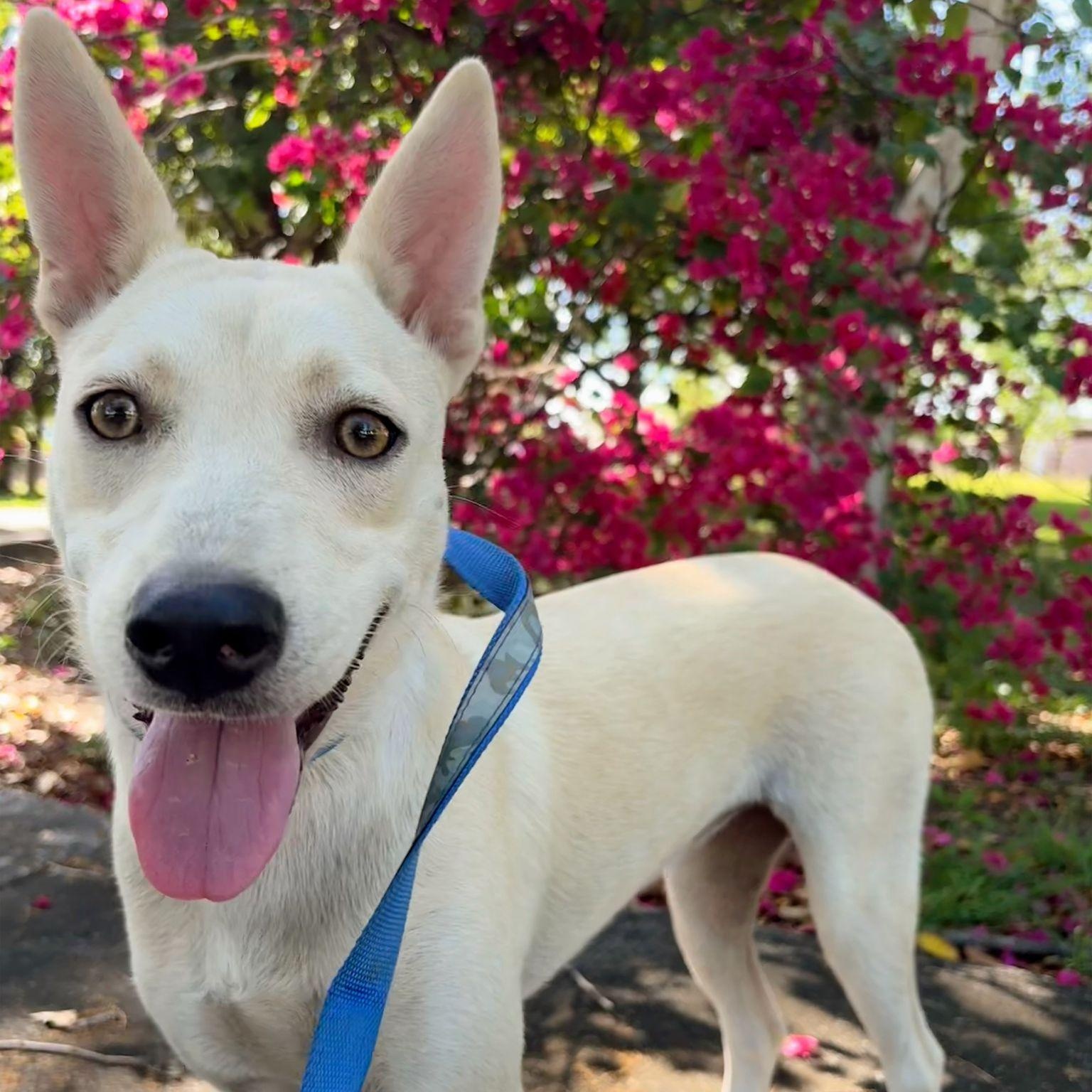 Enlarge Molly, a ADOPTABLE mixed breed in Baltimore, MD image 6/6