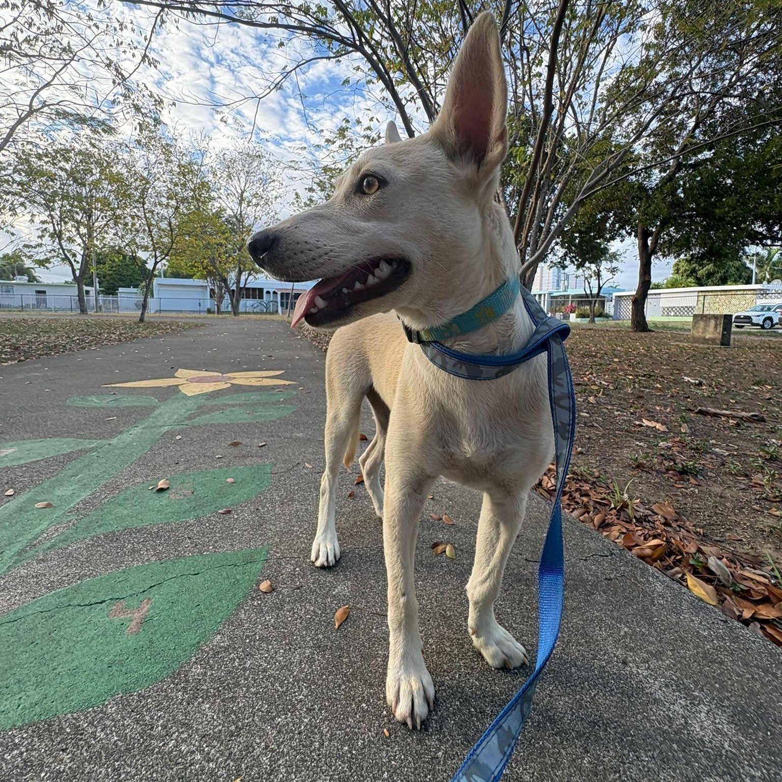 Enlarge Molly, a ADOPTABLE mixed breed in Baltimore, MD image 3/6