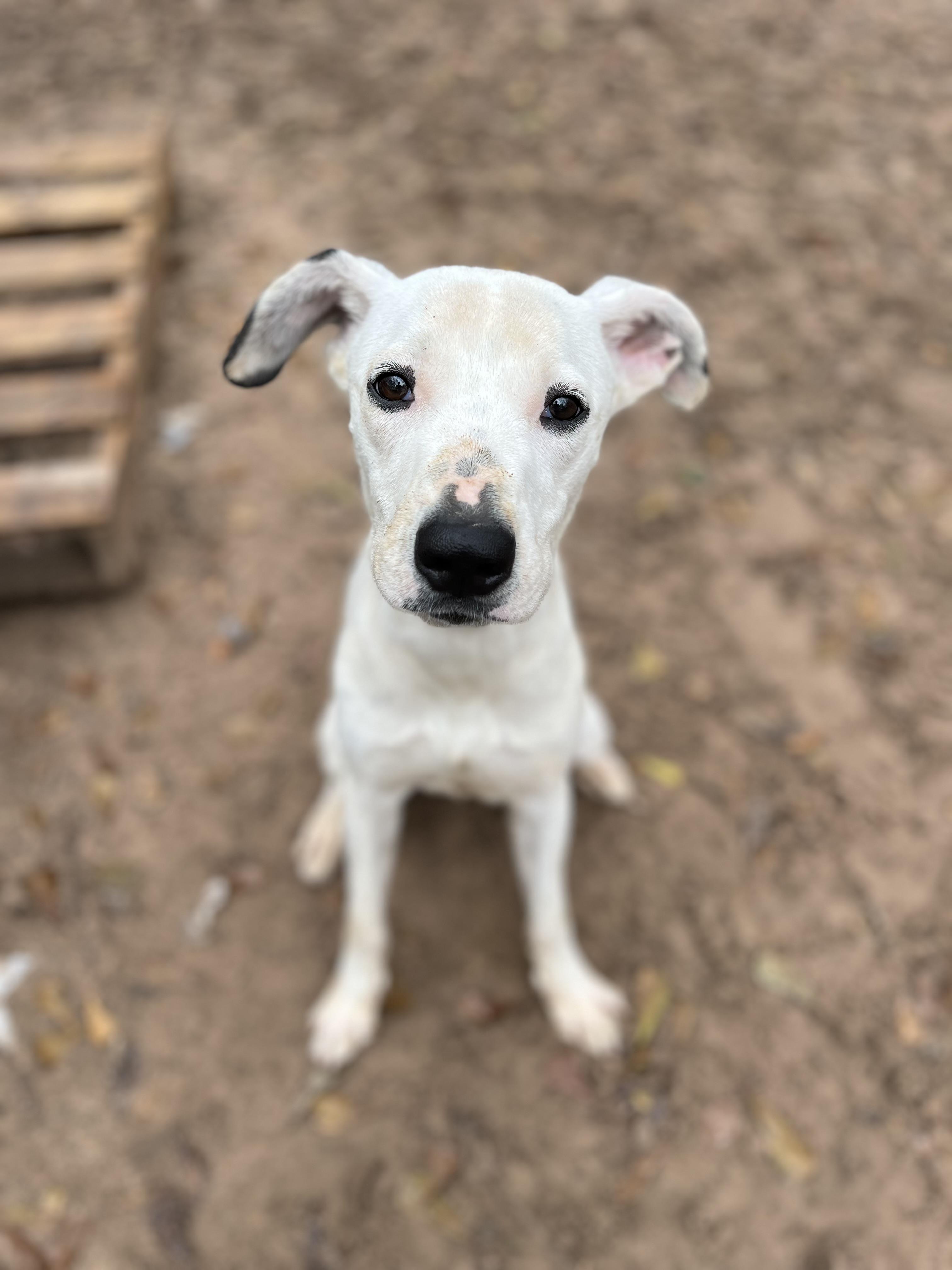 Charlie, Adult Female Pit Bull Terrier