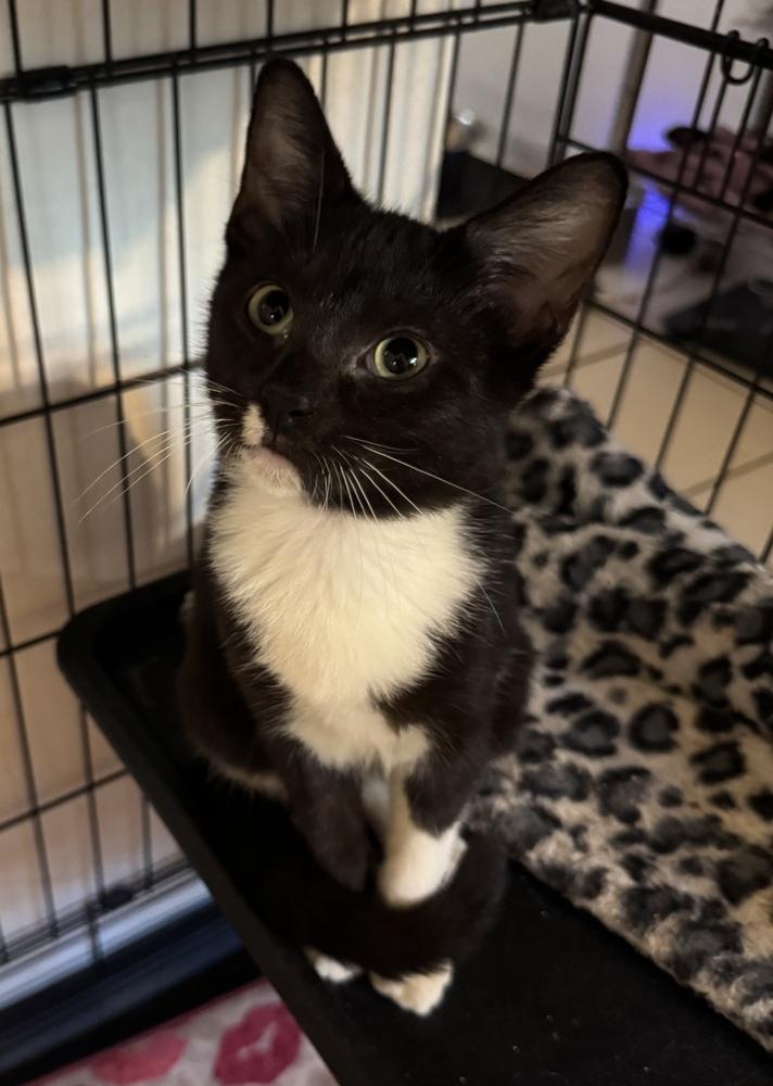 Shepherd, Adoptable, Kitten Male Domestic Short Hair.