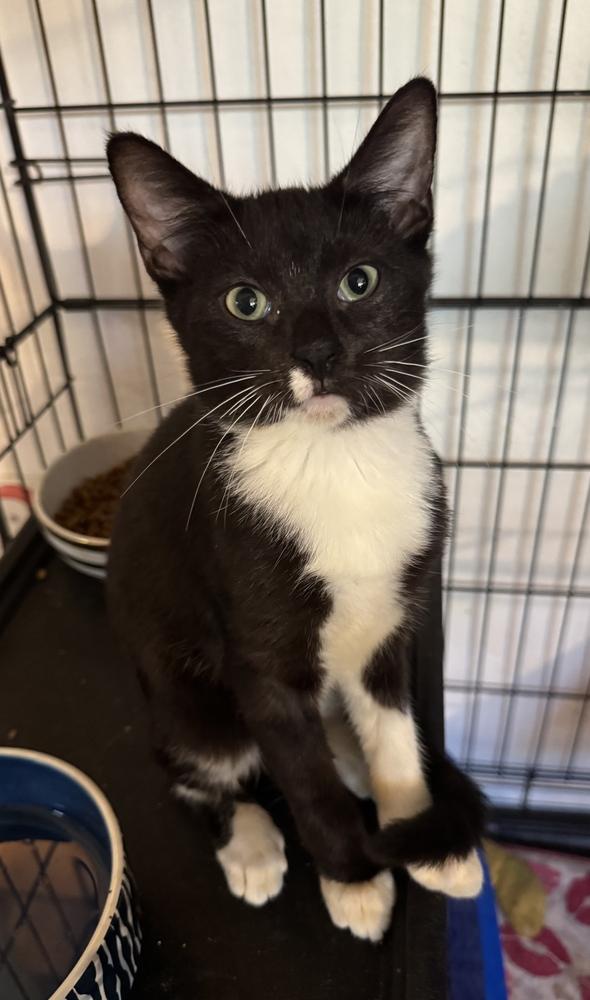 Enlarge Shepherd, a Adoptable Domestic Short Hair in Hudson, NH image 2/2