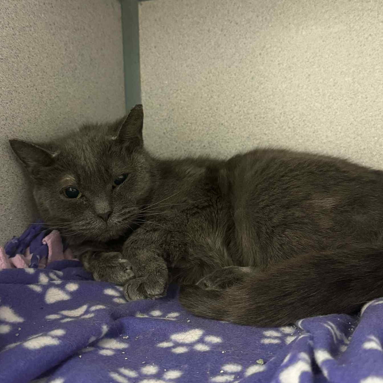 London, Senior Female Domestic Short Hair