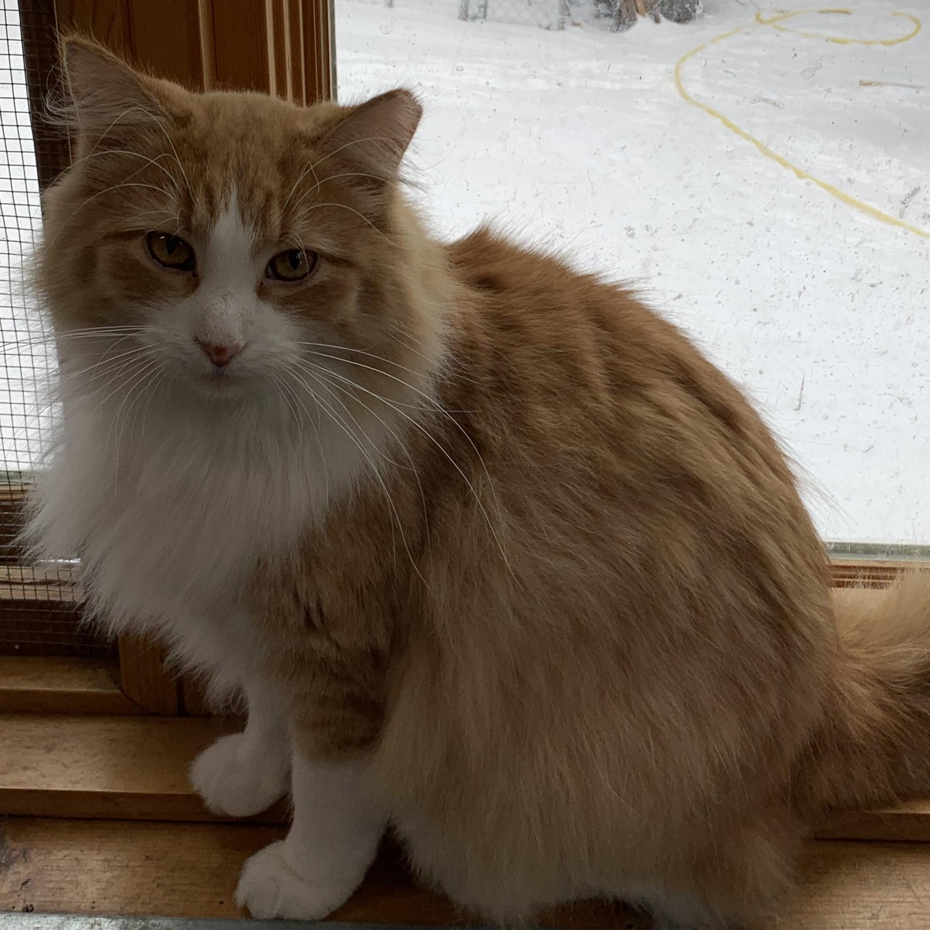 Blondie, Adoptable, Adult Male Domestic Long Hair.