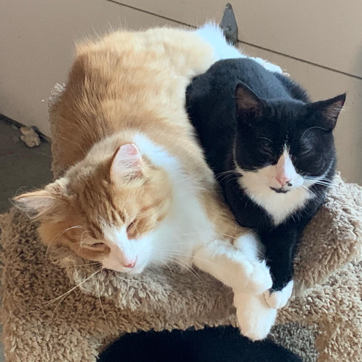 Enlarge Blondie, a Adoptable Domestic Long Hair in Stockholm, WI image 6/6