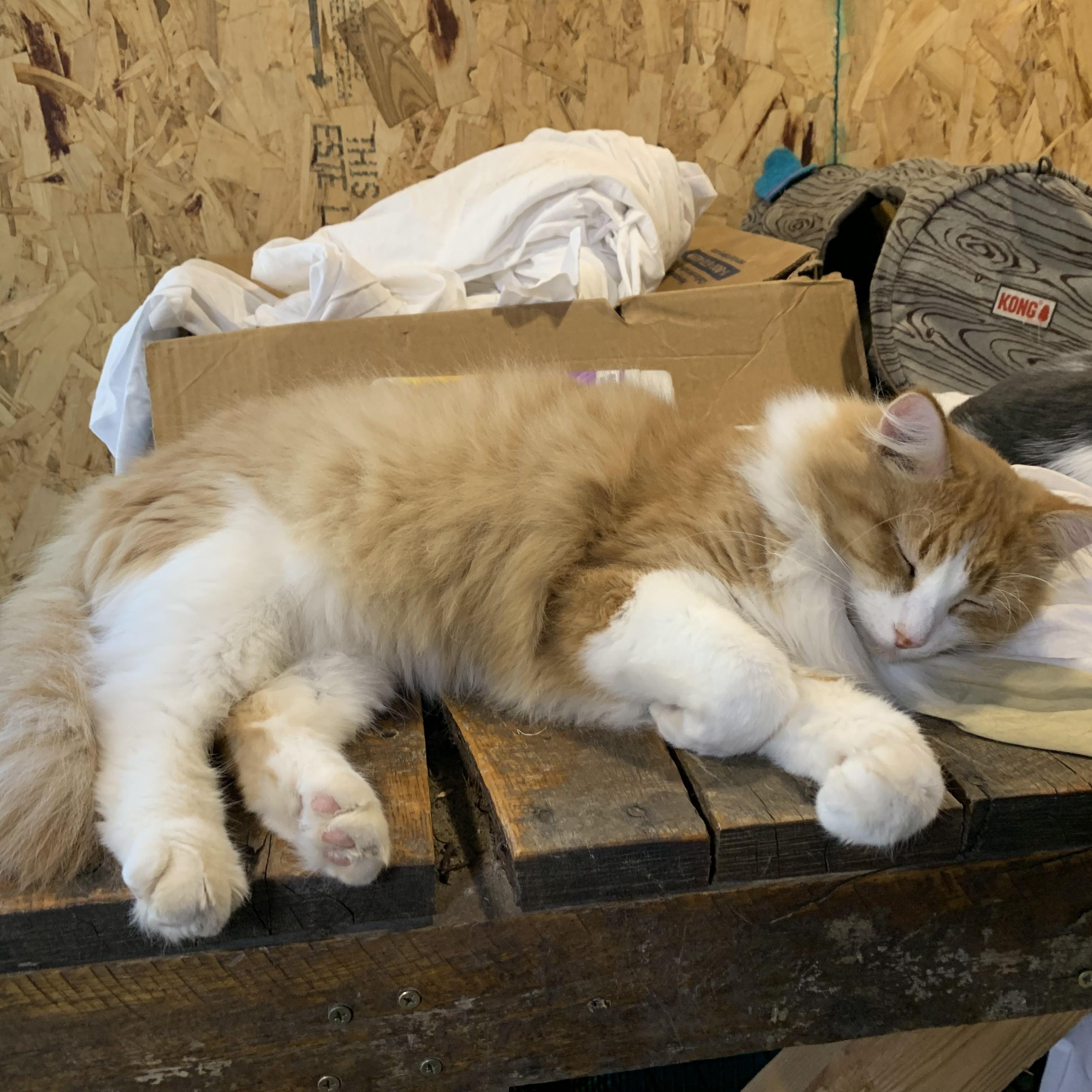 Enlarge Blondie, a Adoptable Domestic Long Hair in Stockholm, WI image 2/5