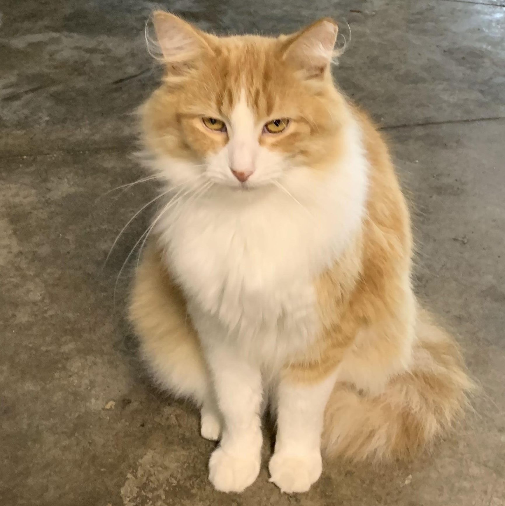 Enlarge Blondie, a Adoptable Domestic Long Hair in Stockholm, WI image 3/5