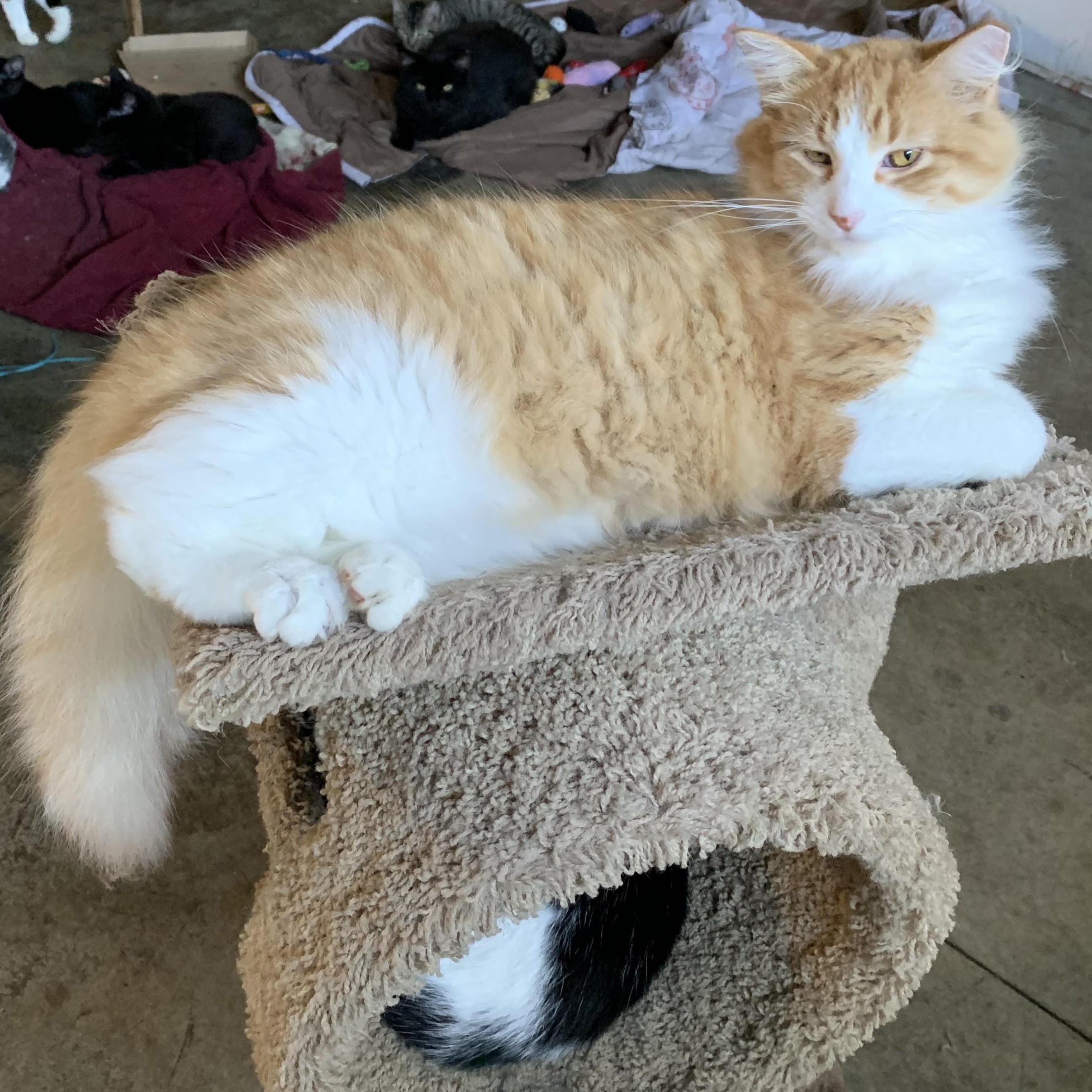 Enlarge Blondie, a Adoptable Domestic Long Hair in Stockholm, WI image 4/5