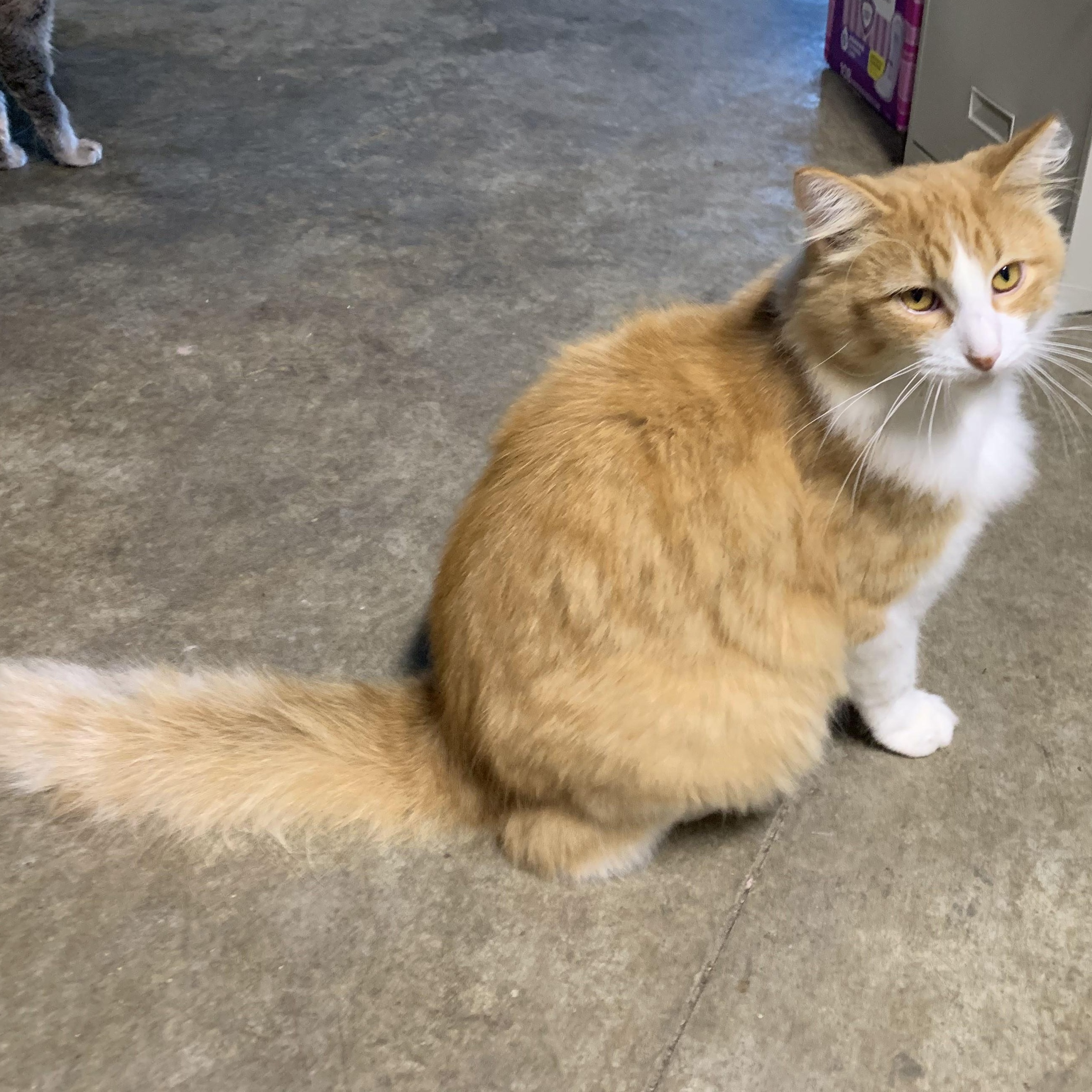 Enlarge Blondie, a Adoptable Domestic Long Hair in Stockholm, WI image 5/5