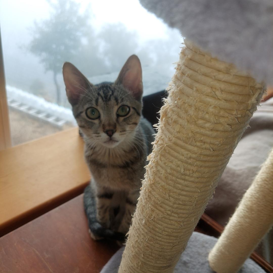 Thibodeaux, Adoptable, Kitten Male Tabby & Domestic Short Hair.