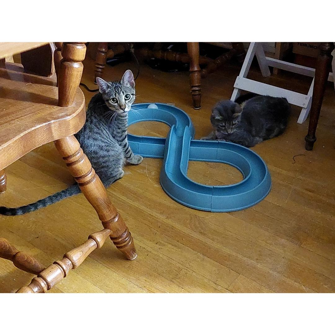 Enlarge Thibodeaux, a Adoptable mixed breed in Morgan Hill, CA image 5/6