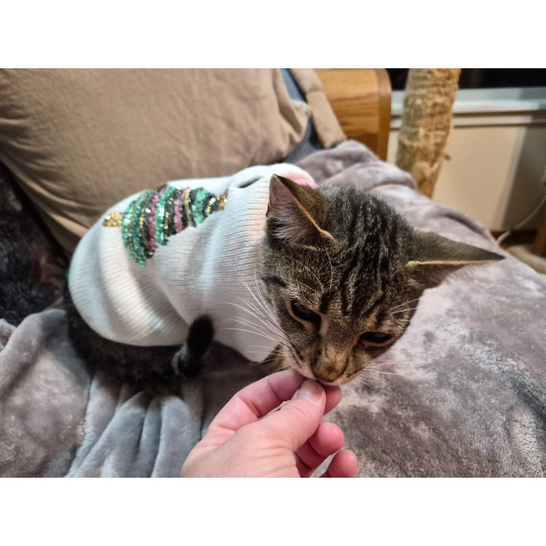 Enlarge Thibodeaux, a Adoptable mixed breed in Morgan Hill, CA image 4/6