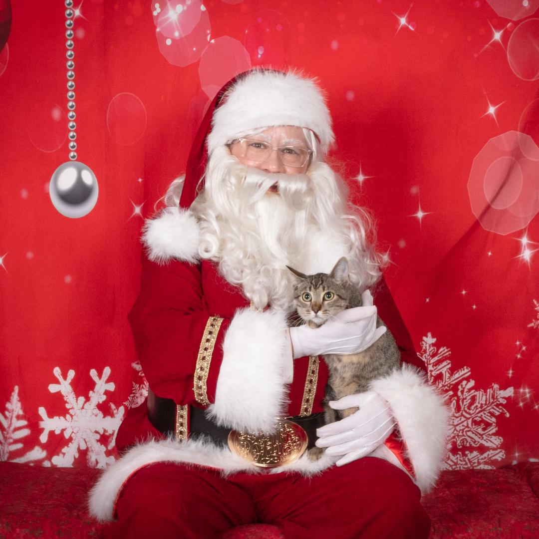 Enlarge Thibodeaux, a Adoptable mixed breed in Morgan Hill, CA image 3/6