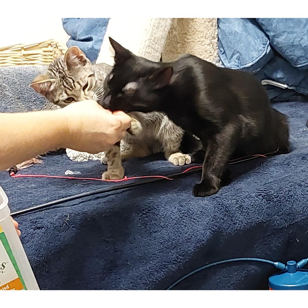 Enlarge Thibodeaux, a Adoptable mixed breed in Morgan Hill, CA image 2/6