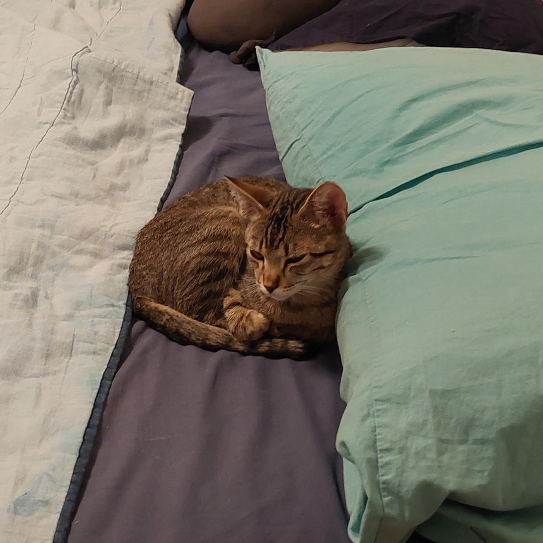 Enlarge Thibodeaux, a Adoptable mixed breed in Morgan Hill, CA image 6/6