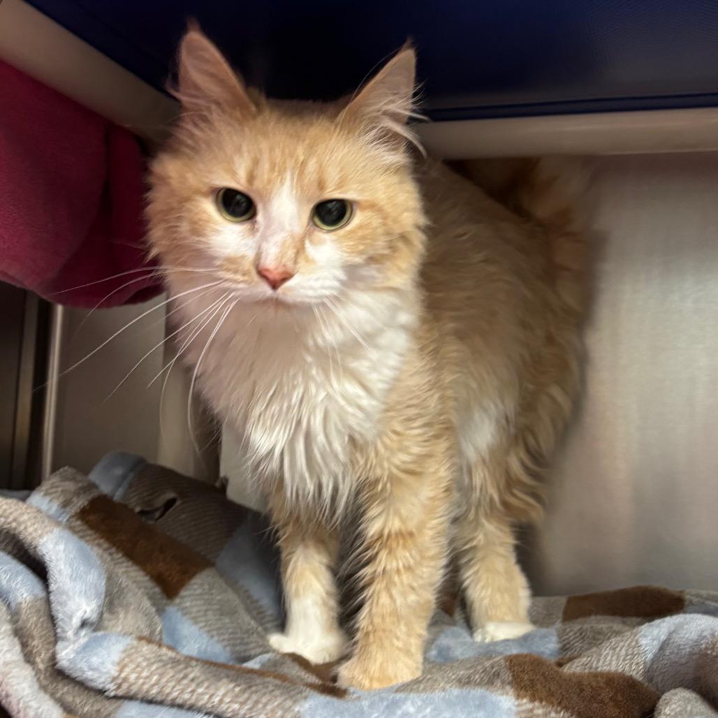 Enlarge Tiny, a Adoptable Domestic Medium Hair in Springfield, MA image 1/1