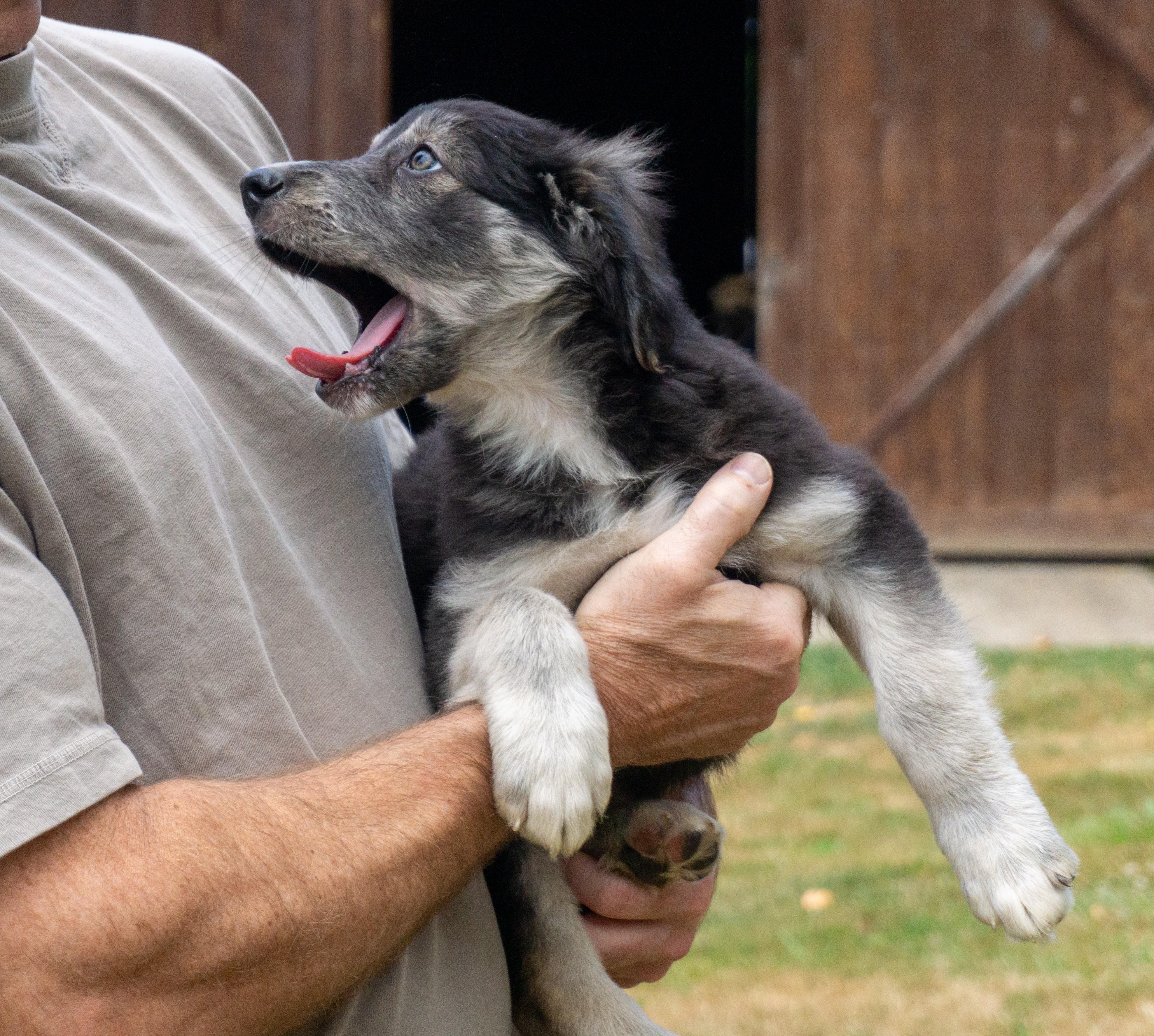 Enlarge Brynlee, a ADOPTABLE mixed breed in Ridgefield, WA image 3/5