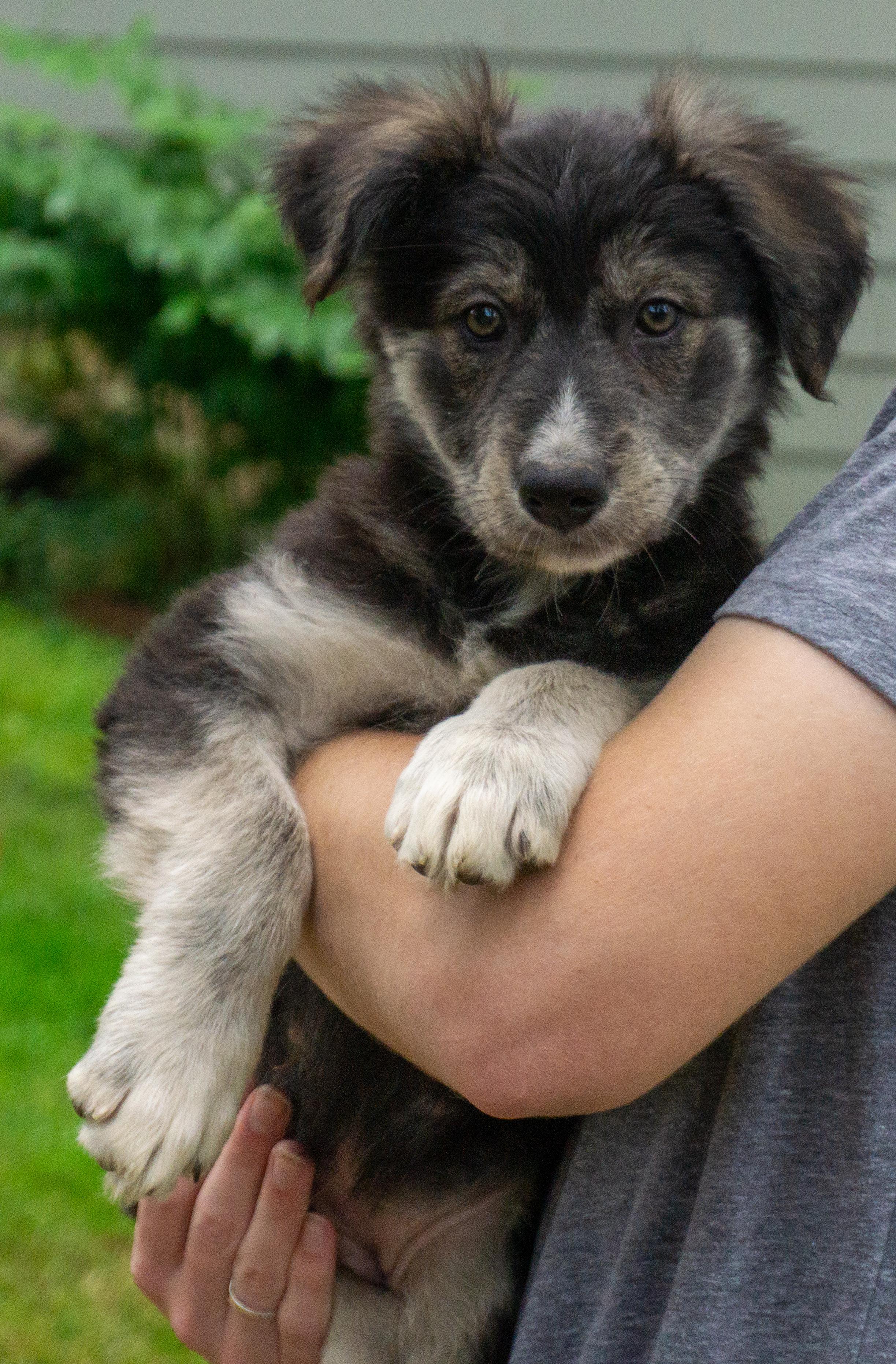 Enlarge Brynlee, a ADOPTABLE mixed breed in Ridgefield, WA image 1/5