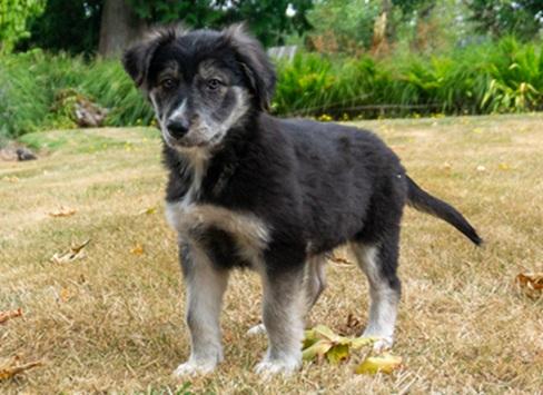 Enlarge Brynlee, a ADOPTABLE mixed breed in Ridgefield, WA image 2/5