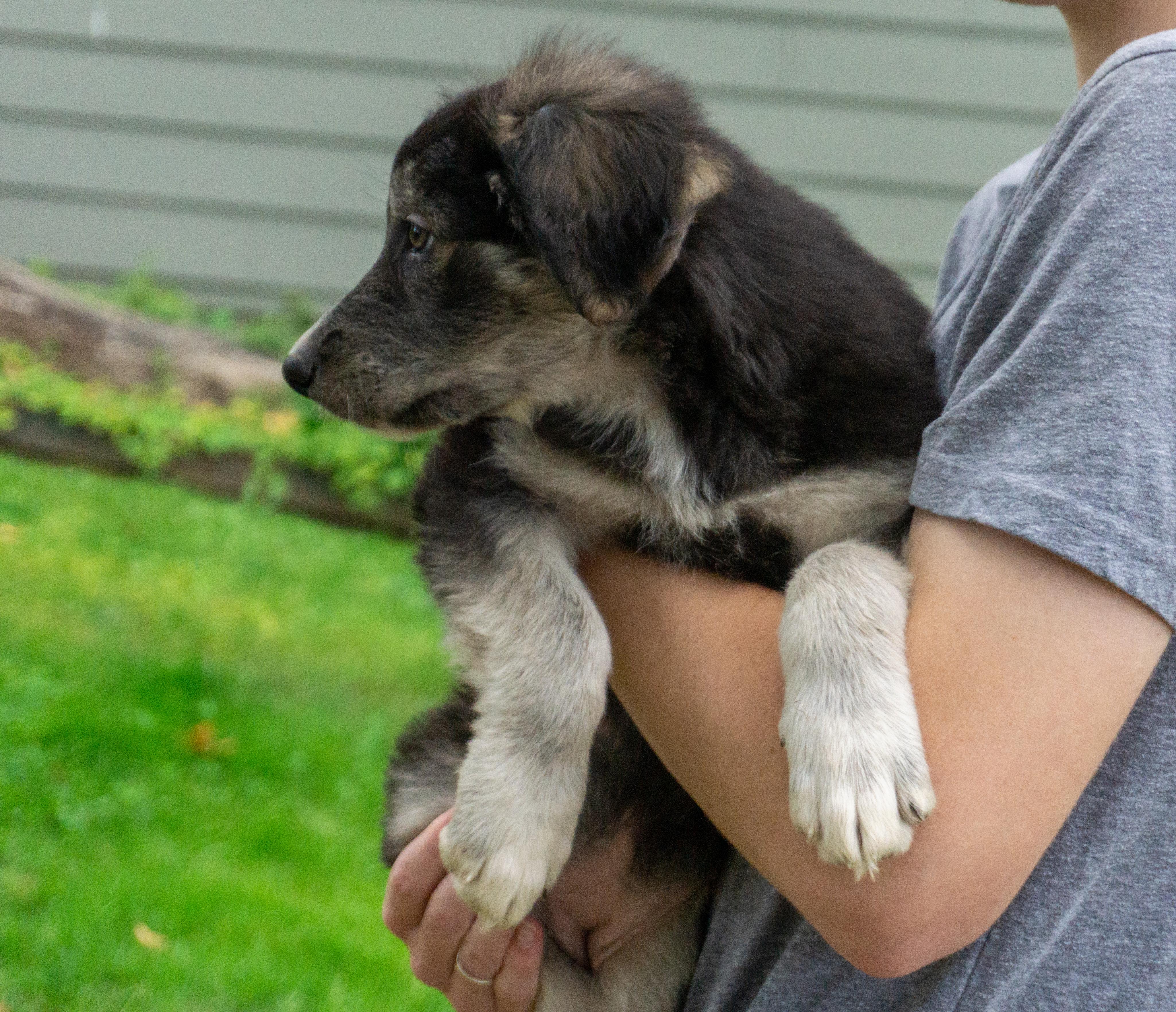 Enlarge Brynlee, a ADOPTABLE mixed breed in Ridgefield, WA image 4/5