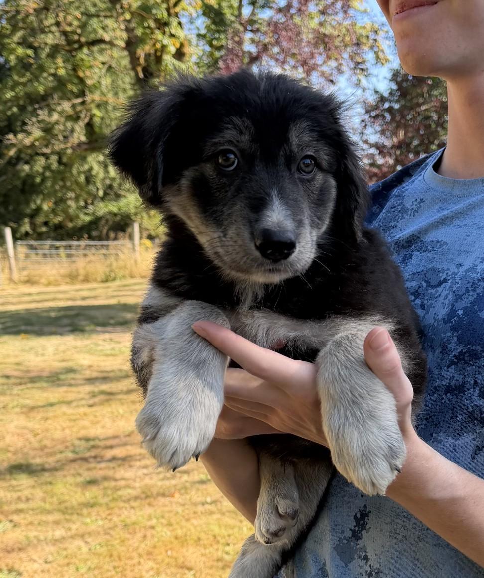 Enlarge Brynlee, a ADOPTABLE mixed breed in Ridgefield, WA image 5/5