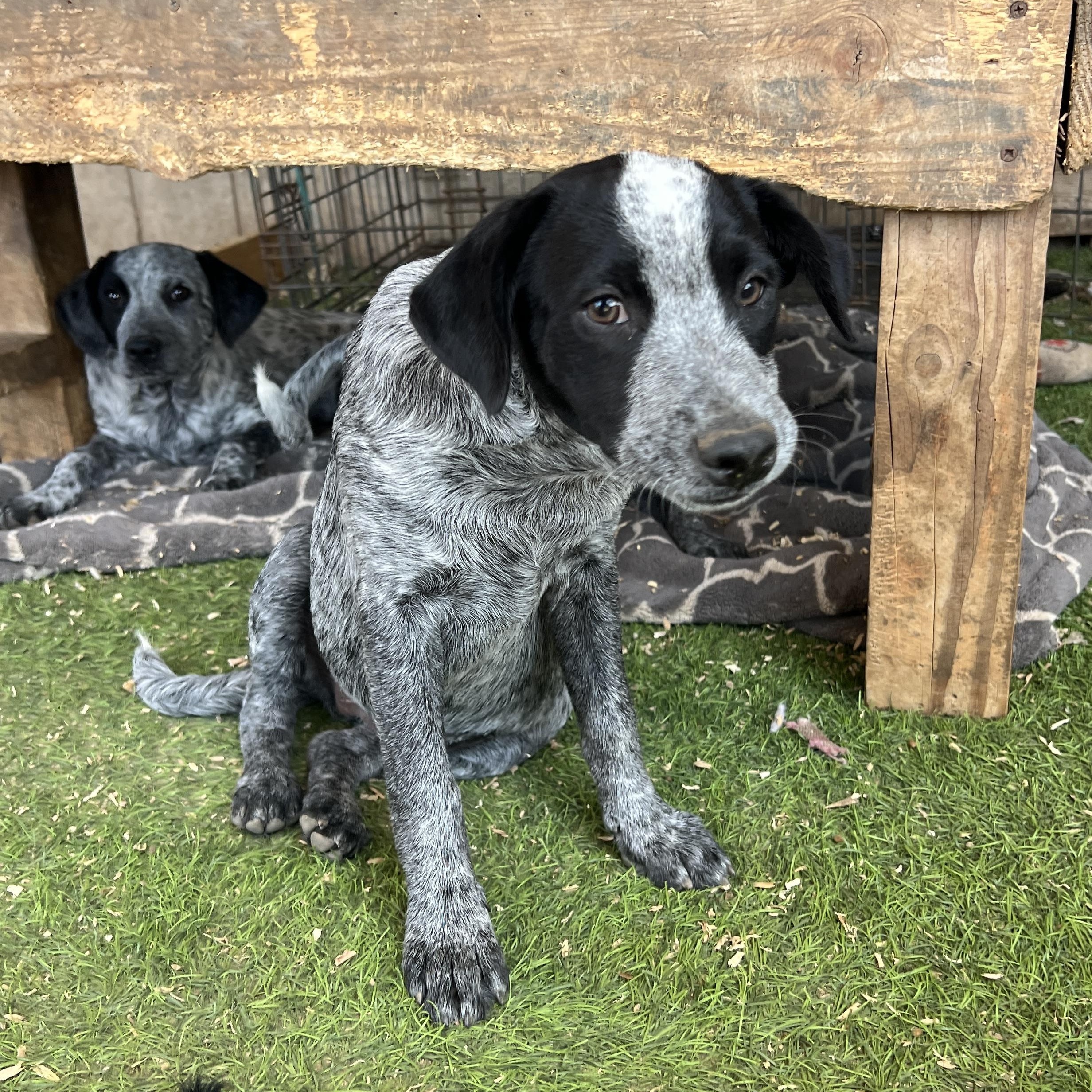 Enlarge Mallory, a Adopted mixed breed in Saint George, UT image 1/5
