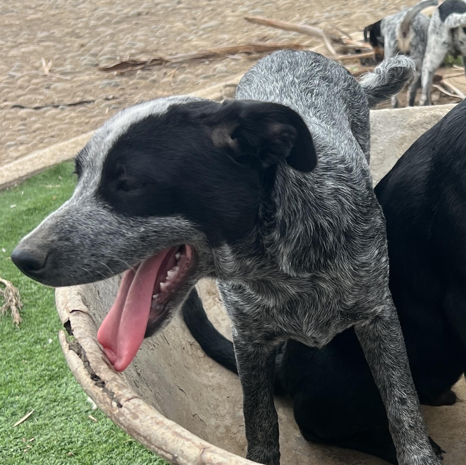 Enlarge Mallory, a Adopted mixed breed in Saint George, UT image 3/5