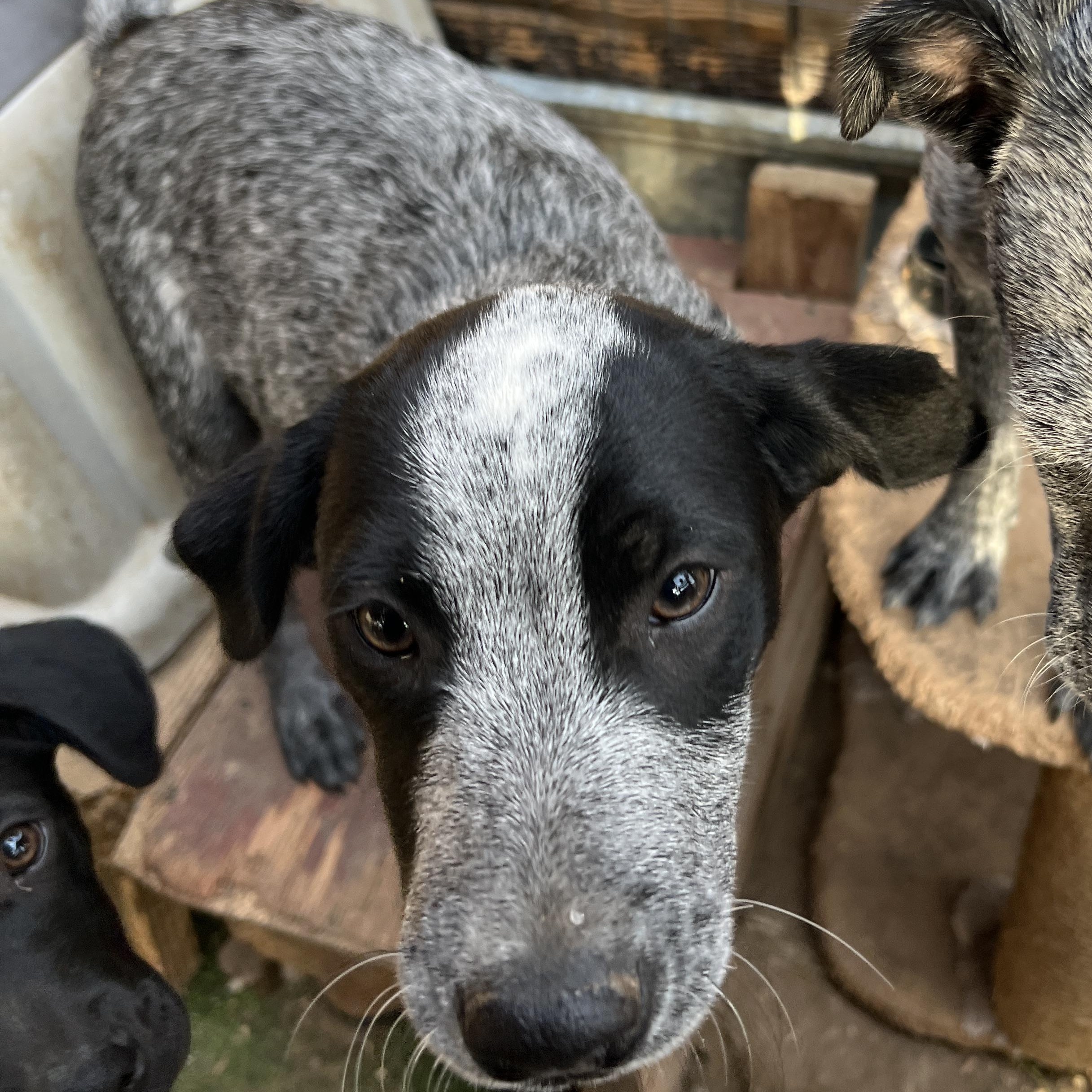 Enlarge Mallory, a Adopted mixed breed in Saint George, UT image 5/5