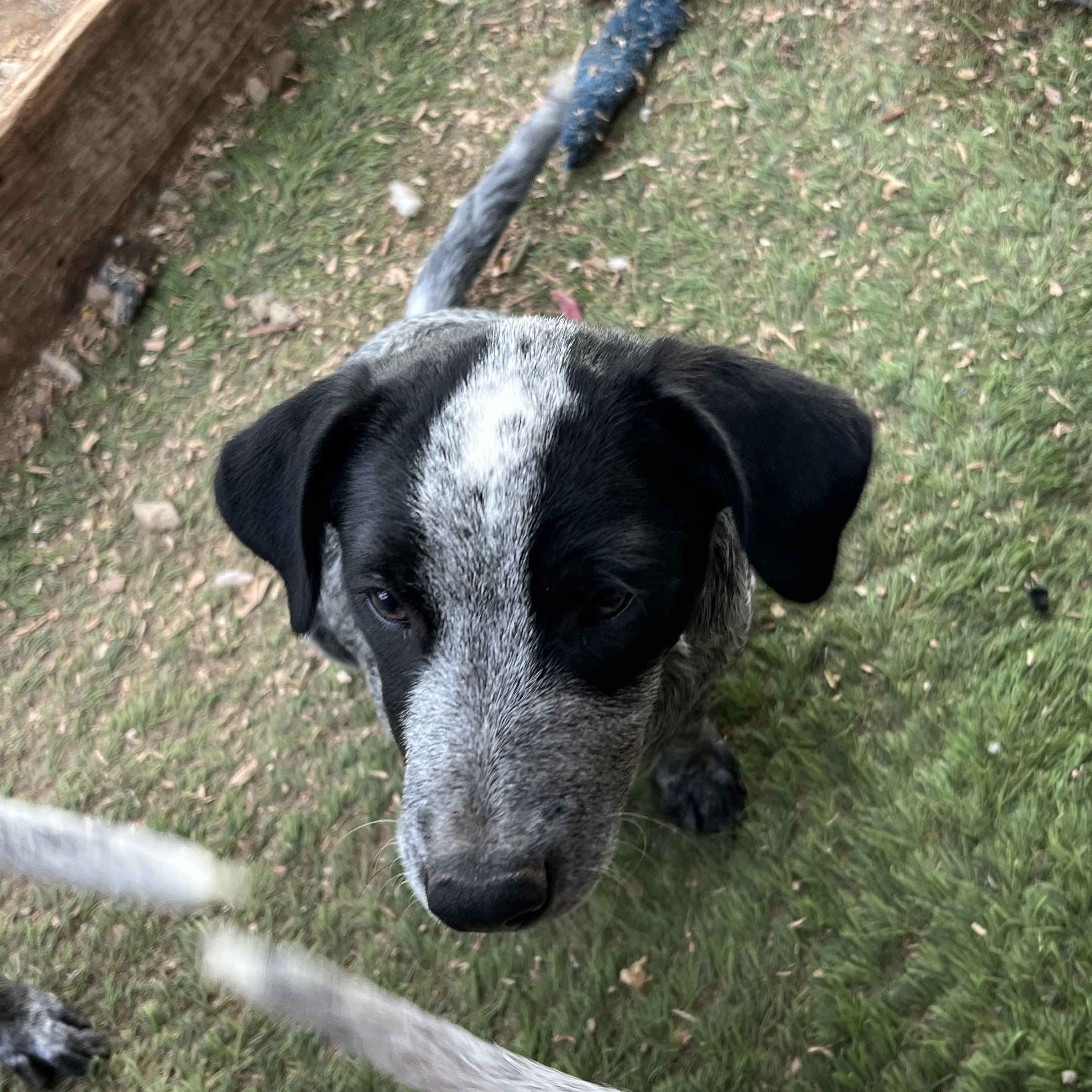Enlarge Mallory, a Adopted mixed breed in Saint George, UT image 4/5